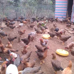 Gà lai chọi hậu bị